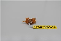 藏品(衛氏毛帶蟹)的圖片